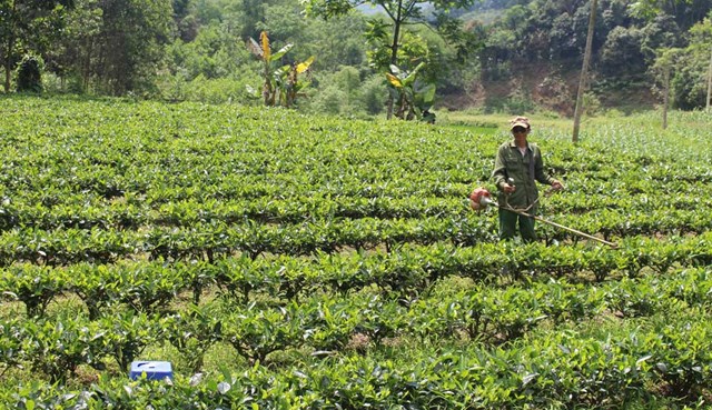 Huyện Chợ Mới đang triển khai thực hiện các chương trình, dự án nhằm cải tạo, nâng cao chất lượng vùng sản xuất chè hàng hóa.