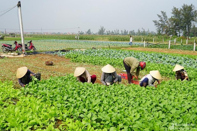 N&ocirc;ng d&acirc;n thu hoạch rau.