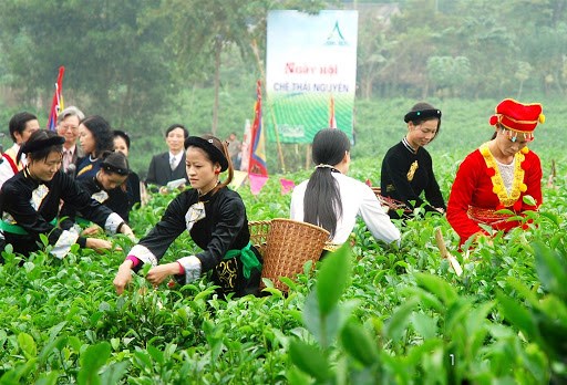 Từ sau c&aacute;c kỳ Festival tr&agrave;, tỉnh Th&aacute;i Nguy&ecirc;n đ&atilde; thu h&uacute;t nhiều du kh&aacute;ch trong nước v&agrave; ngo&agrave;i nước đến tham quan trải nghiệm ở c&aacute;c v&ugrave;ng ch&egrave; nổi tiếng của địa phương