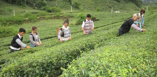 Đồng b&agrave;o người M&ocirc;ng x&atilde; P&agrave; C&ograve; (Mai Ch&acirc;u) thu h&aacute;i ch&egrave; theo chuỗi li&ecirc;n kết trồng v&agrave; ti&ecirc;u thụ giữa Dự &aacute;n giảm ngh&egrave;o - C&ocirc;ng ty Phương Huyền