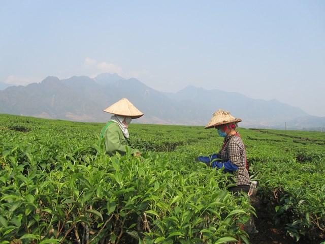 &ldquo;L&agrave;m ch&egrave; năm nay thu lỗ nặng nề, kh&ocirc;ng nghĩ gi&aacute; n&oacute; giảm thậm tệ như hiện nay. Nếu b&aacute;n với gi&aacute; n&agrave;y sau khi trừ chi ph&iacute; đầu tư, tiền c&ocirc;ng thu&ecirc; h&aacute;i cũng kh&ocirc;ng đủ" - chị Hồng buồn b&atilde; n&oacute;i.