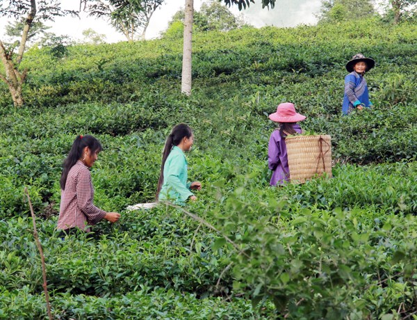 N&ocirc;ng d&acirc;n Mường Khương thu h&aacute;i ch&egrave;