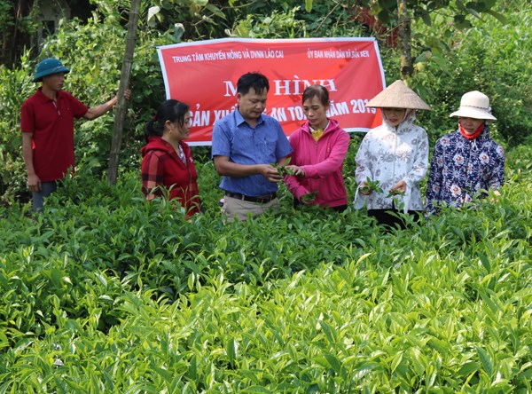 C&aacute;n bộ khuyến n&ocirc;ng hướng dẫn người d&acirc;n thu h&aacute;i ch&egrave;.