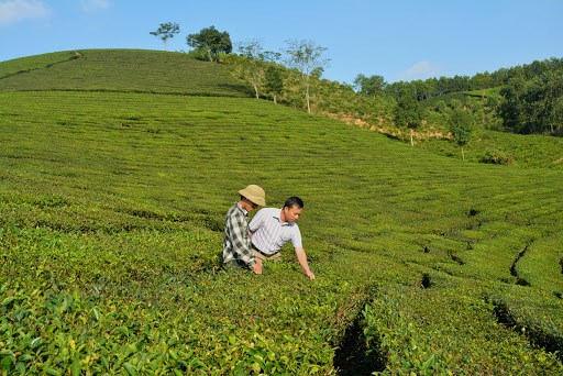 Một vườn trồng ch&egrave; ở huyện Y&ecirc;n Lập