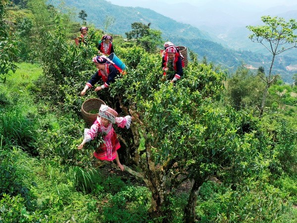 Người d&acirc;n x&atilde; Nậm Ty, huyện Ho&agrave;ng Su Ph&igrave; h&aacute;i ch&egrave; Shan cổ thụ