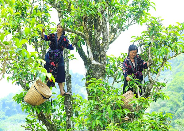 Người d&acirc;n h&aacute;i ch&egrave; Shan tuyết từ s&aacute;ng sớm tinh mơ