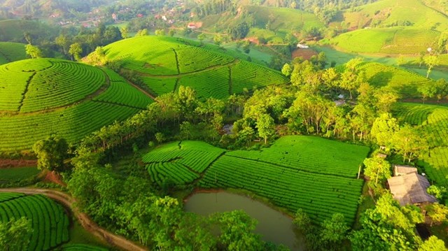 Trồng ch&egrave; ở Ph&uacute; Thọ cho hiệu quả kinh tế cao