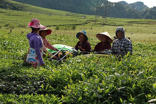 Th&#225;i Nguy&#234;n: Sản xuất ch&#232; theo hướng hữu cơ - Ảnh 1