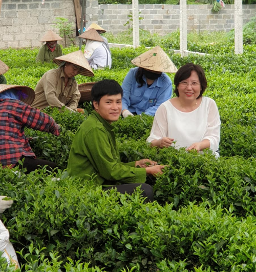 Anh Hải b&ecirc;n vườn ch&egrave; hữu cơ của gia đ&igrave;nh