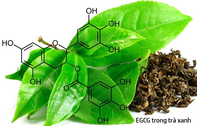 Trong l&aacute; ch&egrave; tươi c&oacute; nhiều loại vitamin h&ograve;a tan trong lipid v&agrave; vitamin h&ograve;a tan trong nước