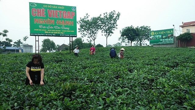 Th&aacute;i Nguy&ecirc;n d&agrave;nh tr&ecirc;n 32 tỷ đồng hỗ trợ c&aacute;c dự &aacute;n ph&aacute;t triển sản xuất li&ecirc;n kết theo chuỗi