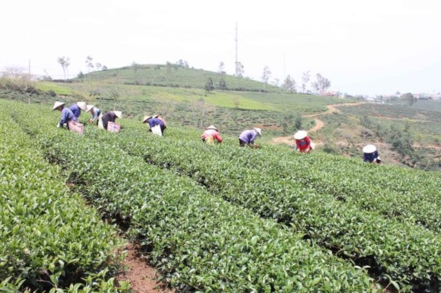 Nhiều doanh nghiệp chế biến ch&egrave; đ&atilde; kh&oacute; về nguy&ecirc;n liệu, lại kh&oacute; về đầu ra. V&igrave; vậy, so với năm 2016, hiện nay, đến 30% doanh nghiệp sản xuất kinh doanh ch&egrave; ở L&acirc;m Đồng ngừng hoạt động.