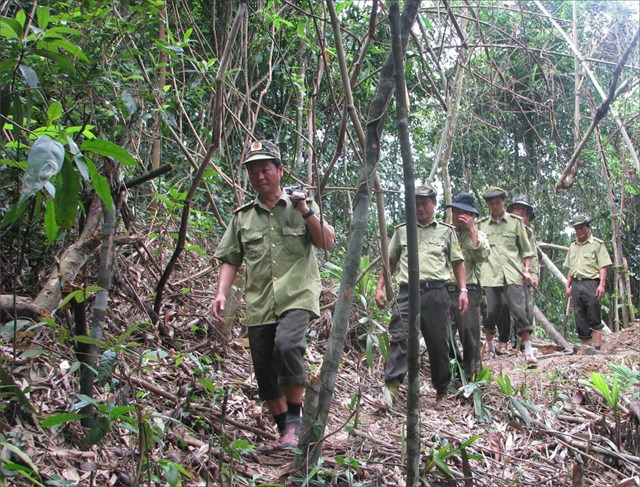 Lực lượng kiểm l&acirc;m Nam Đ&ocirc;ng tuần tra rừng (nguồn: B&aacute;o Thừa Thi&ecirc;n Huế).
