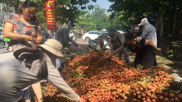 Đưa vải thiều lên các chợ online để tăng cường đầu ra ẢNH: THU HẰNG