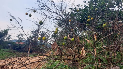 Cam đặc sản Vũ Quang đang kỳ cho quả ngọt được chặt bỏ để hiến đất l&agrave;m đường.