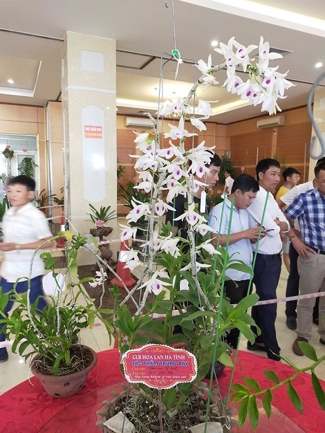 Một t&aacute;c phẩm trưng b&agrave;y vừa đẹp lại c&oacute; gi&aacute; trị kinh tế 5 c&aacute;nh trắng Ph&uacute; Thọ.