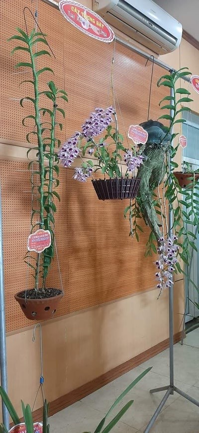 Một trong c&aacute;c t&aacute;c phẩm trưng b&agrave;y của 13 hội lan tr&ecirc;n c&aacute;c địa b&agrave;n tỉnh H&agrave; Tĩnh