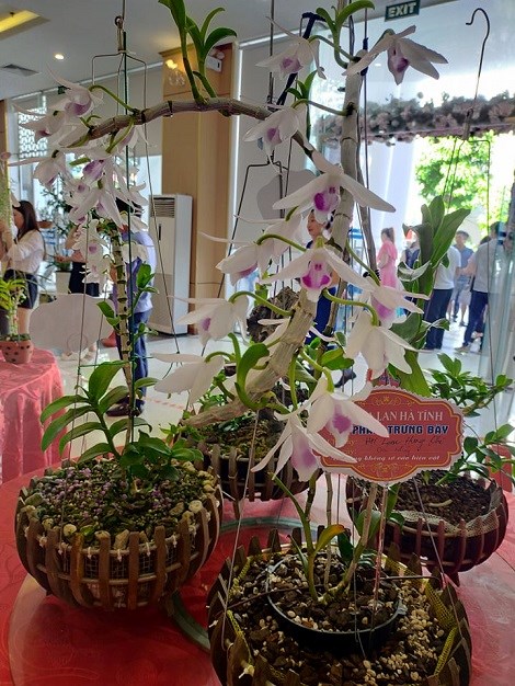 Một chậu lan qu&yacute; 5 c&aacute;nh trắng được trưng b&agrave;y tại triển l&atilde;m