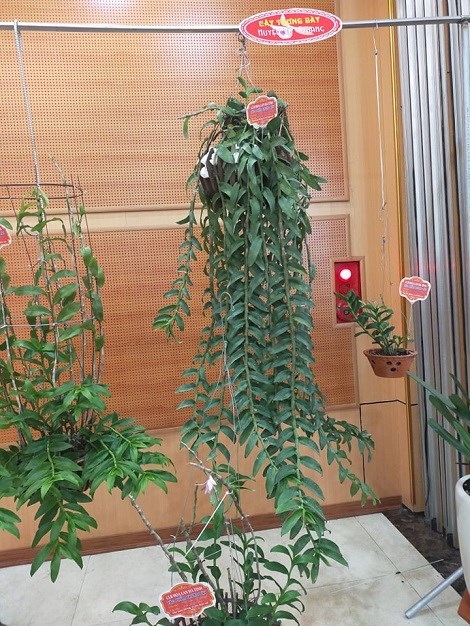 Một t&aacute;c phẩm trưng b&agrave;y thể hiện c&aacute;ch chăm về th&acirc;n l&aacute; của một hội chơi lan ở H&agrave; Tĩnh