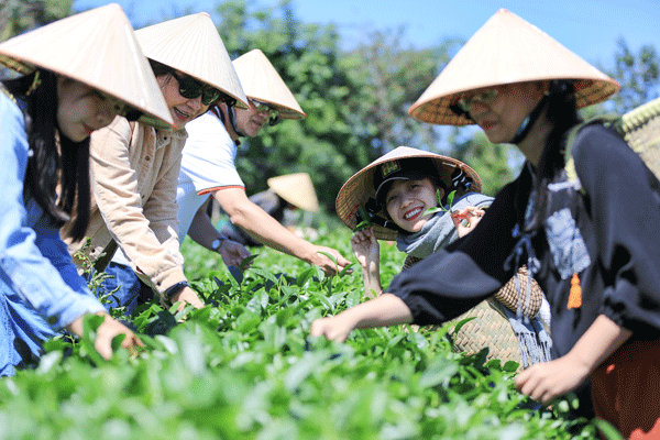 Khi người nông dân trở thành đại sứ văn hóa: Sức mạnh mềm của ngành chè Thái Nguyên