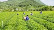 Chè Việt trên bản đồ 5 thị trường tiêu thụ lớn