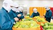 Quý 1/2024 lĩnh vực rau củ xuất khẩu của Việt Nam nhận được nhiều tín hiệu tích cực