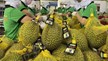  Ngành rau quả Việt Nam hướng tới kỷ lục xuất khẩu 7 tỷ USD