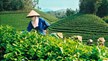 Thị trường trà Việt hướng tới giá trị 16,6 nghìn tỷ đồng vào năm 2028