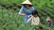  Du lịch nông nghiệp, nông thôn: Nâng cao giá trị nông sản Việt