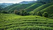 Mê hoặc vẻ đẹp của đồi chè xứ Thanh được ví như 'báu vật xanh'