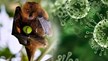 Bệnh do vi rút Nipah: Nhận diện đúng để phòng ngừa hiệu quả