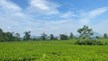 Du lịch đồi chè Thanh Sơn: Trải nghiệm thiên nhiên xanh mát và văn hóa trà Việt