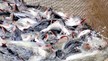 Mỹ nâng thuế chống bán phá giá đối với cá tra Việt Nam