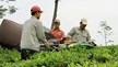 Chăm sóc cây chè sau thu hoạch: Đảm bảo mùa vụ mới bội thu