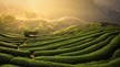 Những vùng trồng trà ở Việt Nam 