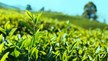 Trà trong dòng chảy của thế giới 