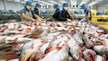 Xuất khẩu cá tra sang Trung Quốc tăng gấp đôi trong 10 tháng