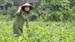 Người trẻ và lựa chọn khác biệt: Gắn bó với cây chè giữa đại ngàn