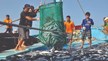 Ngành thủy sản: Dấu hiệu phục hồi xuất khẩu cá tra trong quý 4/2022