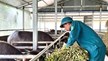 Lai Châu: Đẩy mạnh phát triển chăn nuôi đại gia súc tại huyện Tam Đường