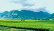 Lai Châu: Nâng cao chất lượng vùng nguyên liệu chè gắn với phát triển du lịch