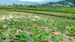 Lào Cai: Trồng sen - hướng đi mới trong chuyển đổi cơ cấu cây trồng ở Bát Xát