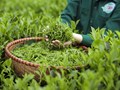Khám phá "mùa vàng" của đệ nhất trà đinh