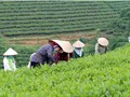 Nông nghiệp là trụ đỡ – Chè là sinh kế chiến lược