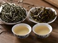 Hậu vị trà Shan Tuyết: Sự kết hợp giữa vi khí hậu và kỹ thuật chế biến