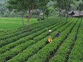 Ngành chè Việt Nam: Chuyển dịch chiến lược từ gia công nguyên liệu đến định vị thương hiệu cao cấp