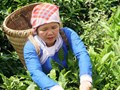 Cây chè: Sinh kế bền vững giúp phụ nữ vùng cao Lào Cai làm chủ kinh tế
