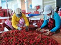 Tháng 1/2026: Ớt Việt bứt phá, tạo đà cho mục tiêu tăng trưởng cả năm