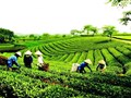 Chiến lược Halal và những cơ hội rộng mở cho chè Việt Nam tại Pakistan