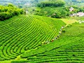 Khám phá 4 mùa thu hoạch của trà Thái Nguyên